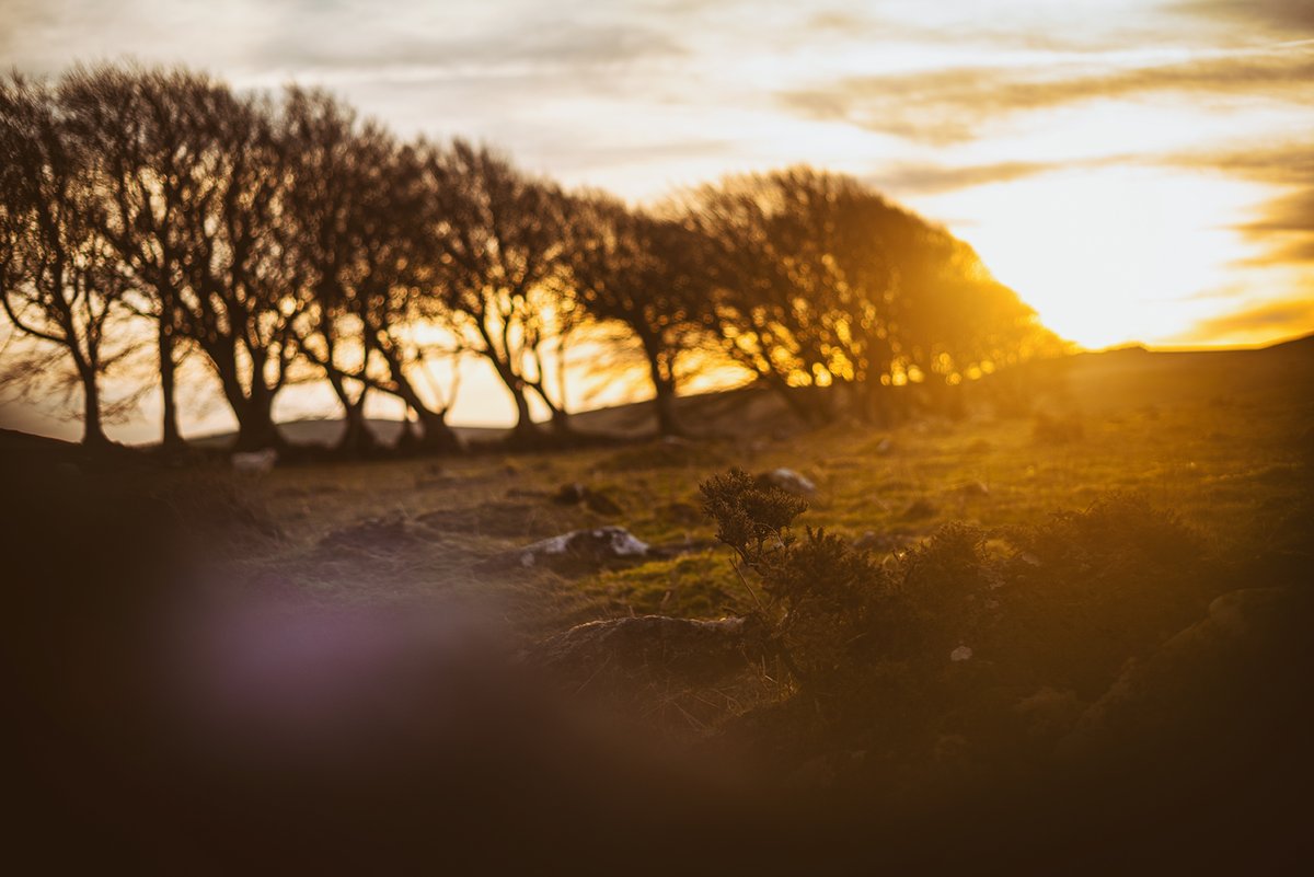 'That' #BeechBoundary on #PrewleyMoor on the edge of #Dartmoor this morning at #sunrise 😍