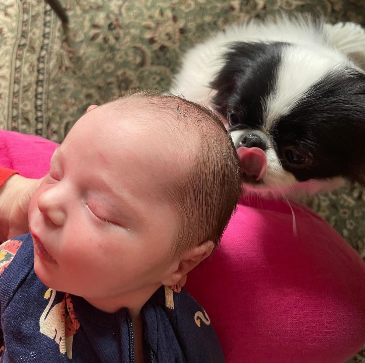 Bonnie really loves Rocco—whenever R comes into the living room, B first tries to go lick the baby’s head, and then sort of stands (or sits) guard to ensure no intruders come to disturb the prince’s sleep. He is the family’s Duncan Idaho; also, most likely to be cloned.