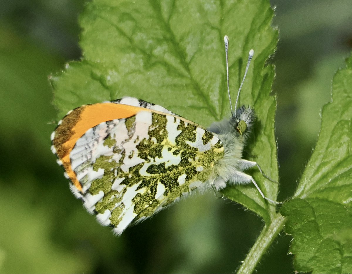 A male Orange Tip showing beautiful underwing; they don't stop for long! Taunton 13.4.24 @BCSomerset @savebutterflies @SomersetWT @ukbutterflies @wildlife_uk #butterfly