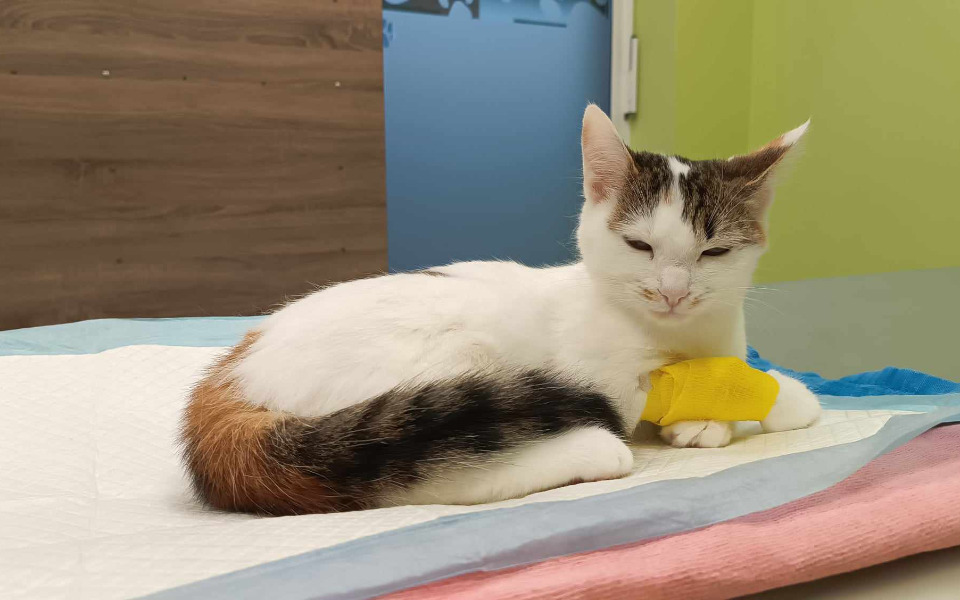 GRZECZNOŚCIOWO
Pomożemy Buni wygrać z chorobą?

pomagam.pl/8mcnek

#pomoc #kot #fightFIP