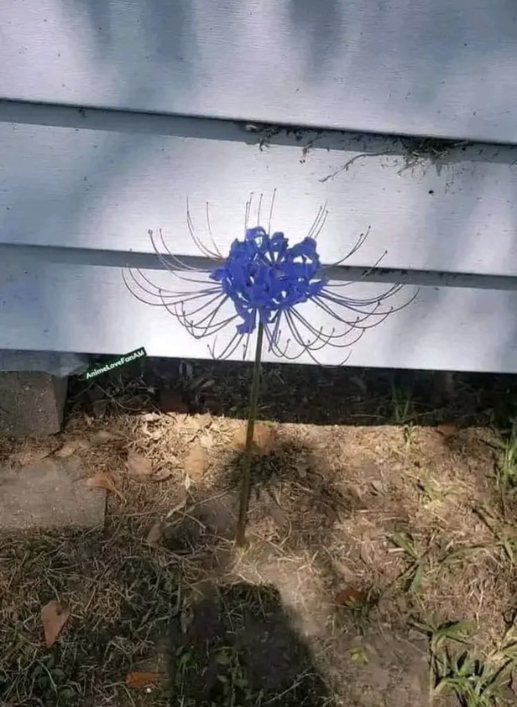 Found this weird flower in my backyard