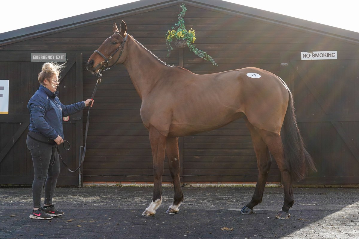 Beneficially Yours wins by 3️⃣6️⃣ lengths! 

Makes it two in a row at @NewcastleRaces, carrying 11st12lb to victory in the novice hurdle

#CheltenhamFebruary 2023
@MonbegStables (D. Doyle) ➡️ @donaldmccain  

#TattsJCSales | Winners ⭐️ | Next Sale: April 25th