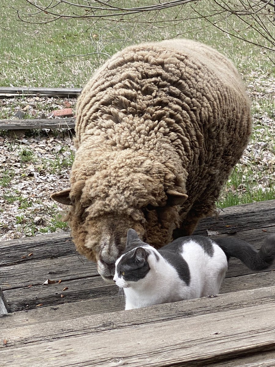 Making new friends. #Caturday