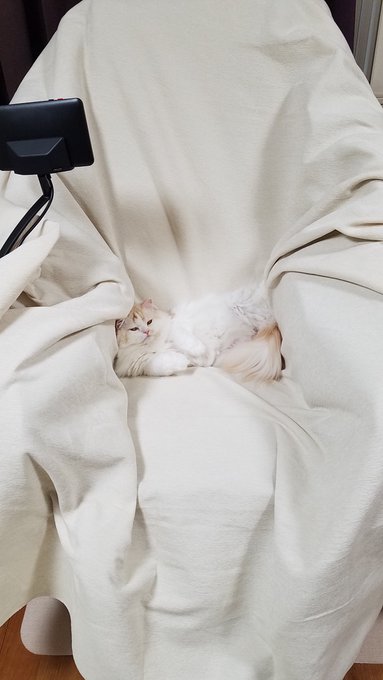 「何かを持っている 白い猫」のTwitter画像/イラスト(新着)