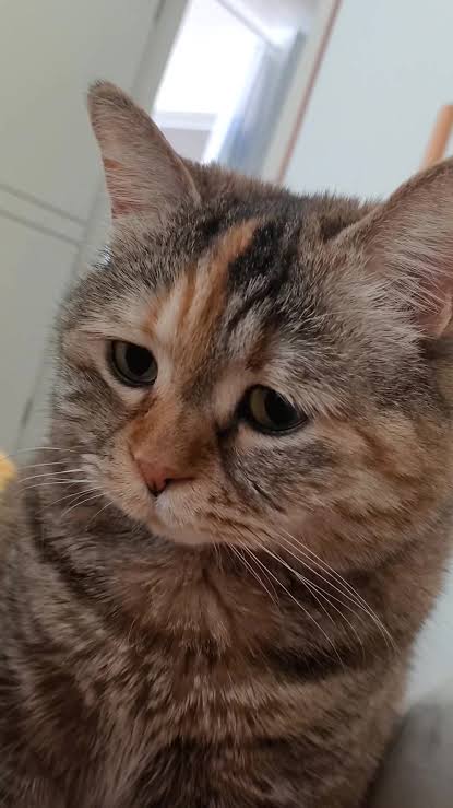 Angus Johnson tweet media