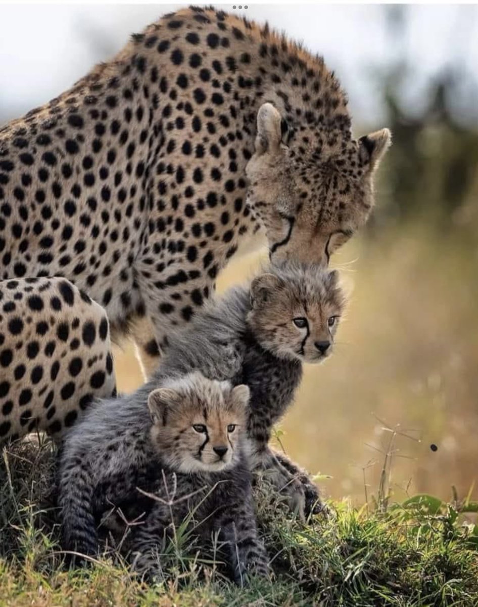 C. A. Hurst tweet media