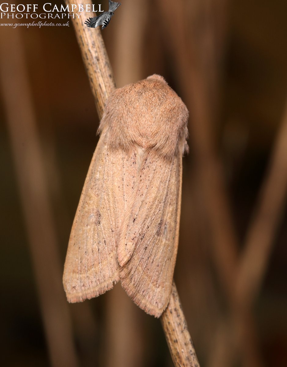 Powdered Quaker (Orthosia gracilis) -April 2024. A few new moths appearing last night, including several examples of this species. #moths #MothsMatter #teammoth @UlsterWildlife @BCNI_ @savebutterflies