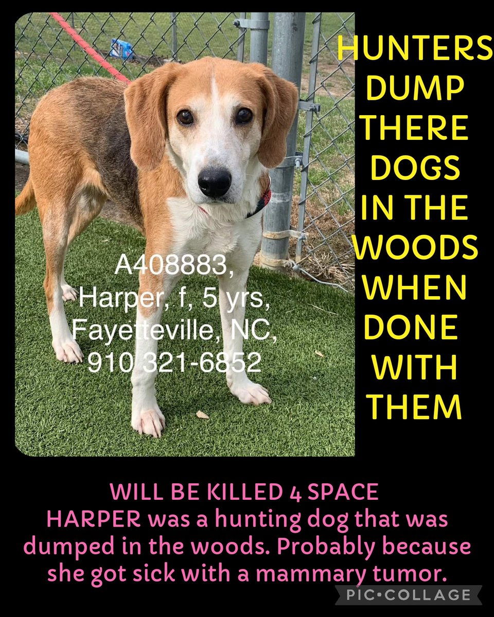 WILL BE KILLED 4 SPACE 

HARPER was a hunting dog thar was dumped in the woods. Probably because she got sick with a mammary tumor. 

#A408883
5 yr
Treeing Walker Hound mix
Hw+ 

 Cumberland Cnty NC 
910-321-6852 

#rescue #adopt #dogs #deathrowdogs   #deathrow #codered 
 #Pledge