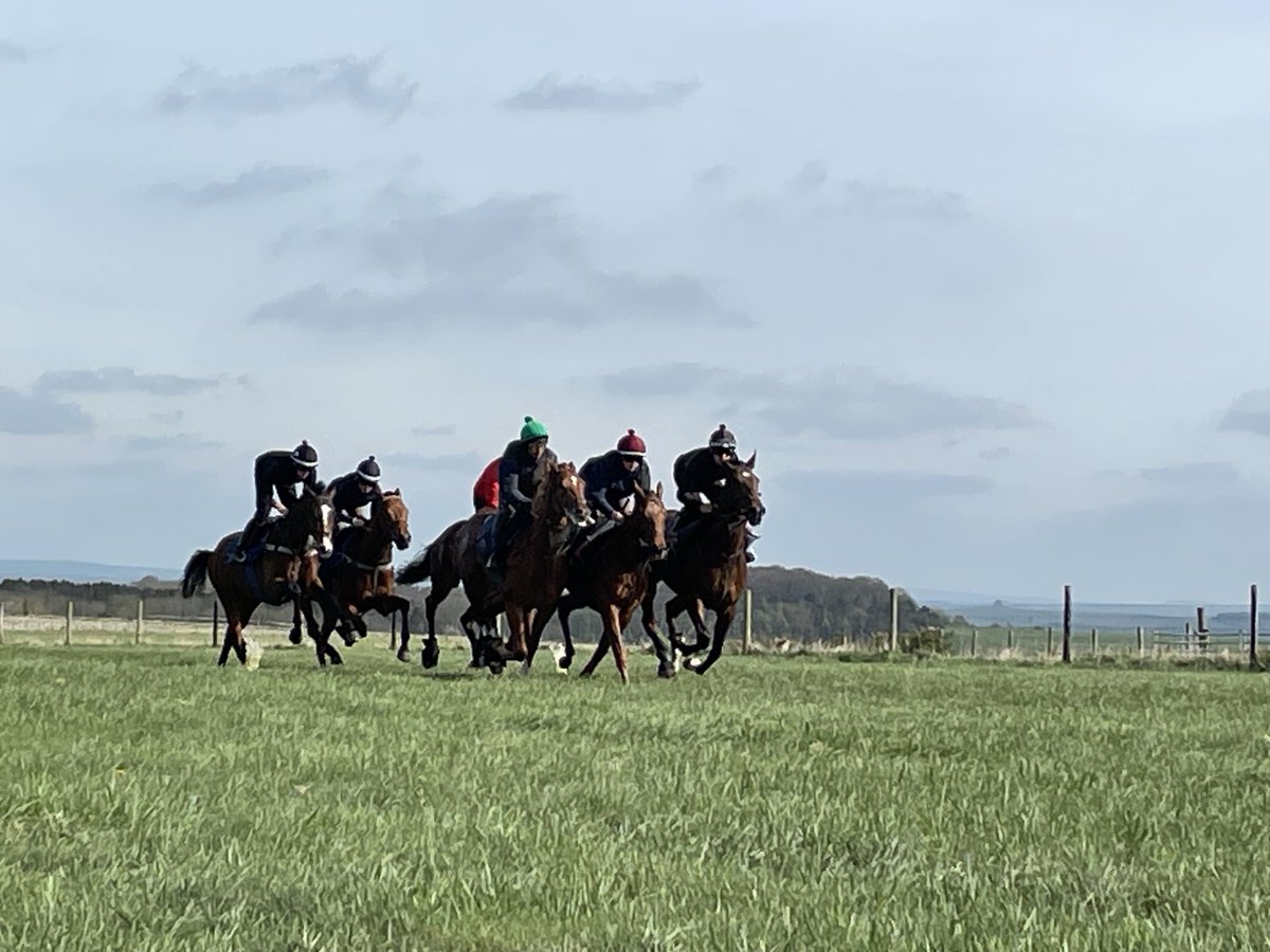 johnsonhoughton's tweet photo. Beautiful morning to have horses working on the grass. So lucky to have the best gallops to use. #teamWoodway #grassgallips #downland #isitspring? https://t.co/w2CaQAZXOB