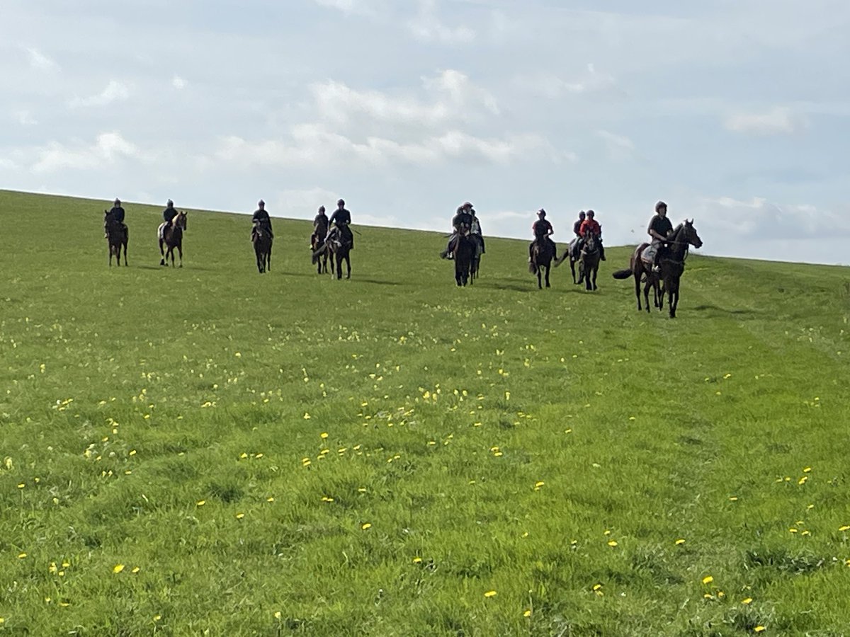 Beautiful morning to have horses working on the grass. So lucky to have the best gallops to use. #teamWoodway #grassgallips #downland #isitspring?