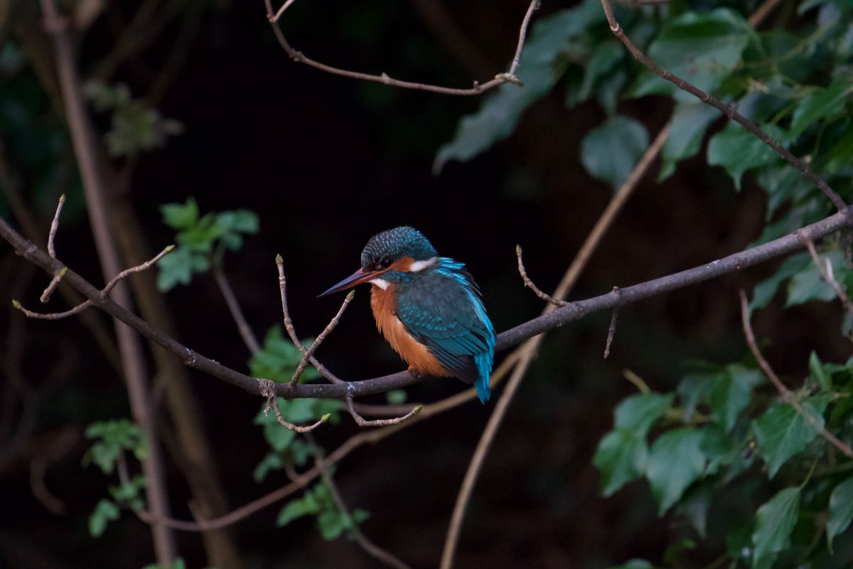 Kingfisher
.
.
#Kingfisher #wildlife #bird #beautifulbirds #wildlifephotography #sonyalpha #sonlyalpha6000 #Photography #photographylovers