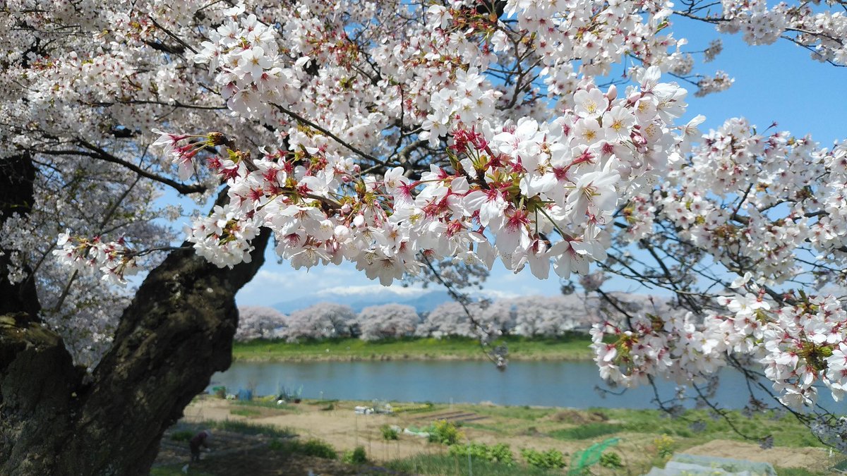 ssc_help's tweet photo. 東京から花見行脚です。
【白石川堤一目千本桜】を日帰りで見に行ってました。
初夏のような暑さの中、川堤を歩き回りました。川堤は満開の桜でした。満開発表から何日かは経っておりましたので、桜は散り始めていて、時折、桜吹雪となってました。 https://t.co/O2MpZIgJPw