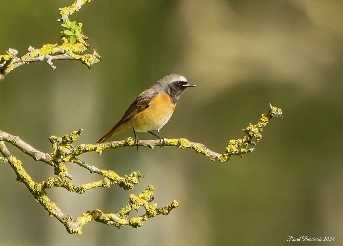 This stunning male Redstart was still at RSPB Minsmere North bushes this morning @RSPBMinsmere @RSPBEngland @Natures_Voice @SuffolkBirdGrp ⁦@BTO_Suffolk⁩ ⁦@BINsBirder⁩