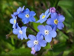 Forget me not Flower Essence ♡✴♡
For those with soul isolation.
It gives an awareness of our karmic
connections with beings in the spirit
world and in our personal relationships.
Activates the Crown Chakra, raising
our consciousness to enable
deep mindfulness of subtle realms.