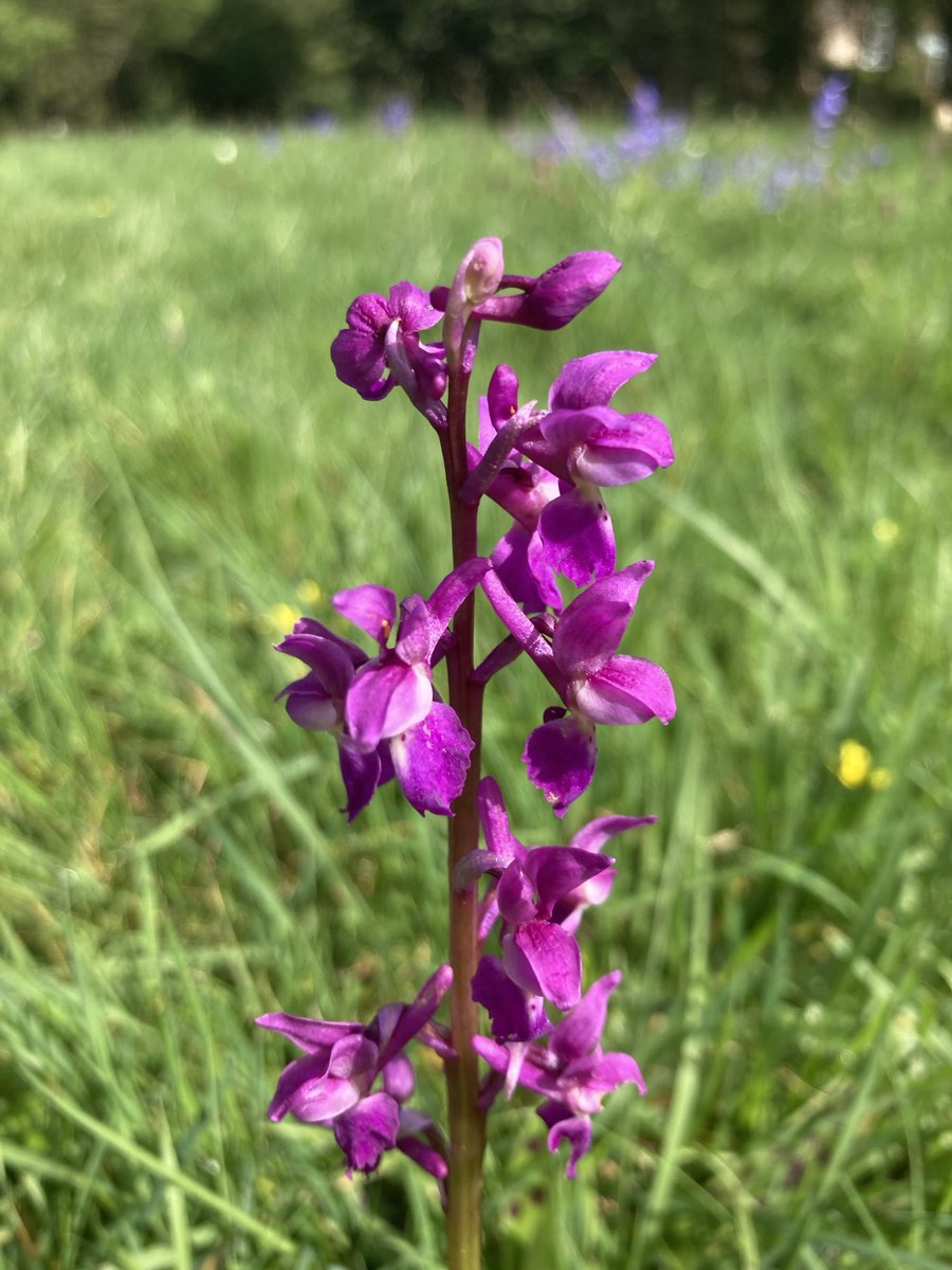 I went looking for Snake’s-head Fritillaries - they were mostly finished but I did find this beautiful Orchis mascula, my first of the year and in such a lovely location. #orchid #earlypurple