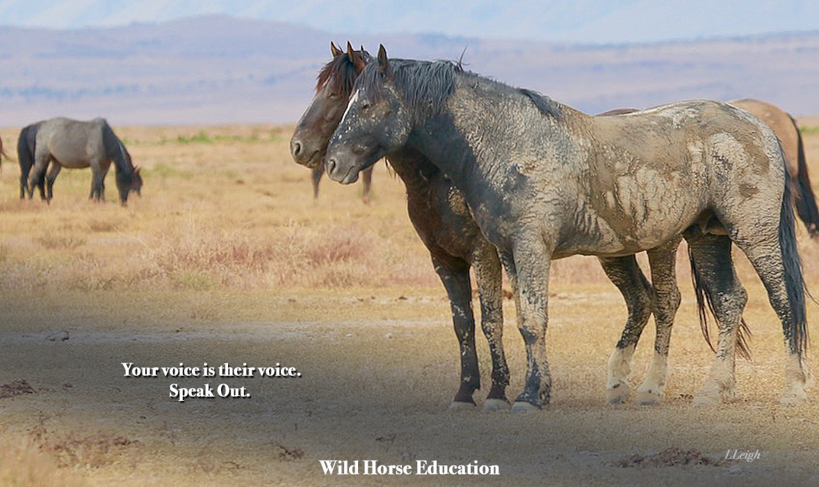 Make the call: 2025 Budget > tinyurl.com/ye28cexd Do you want an enforceable welfare policy, a voice in deciding how many horses & burros can be on the range, the amount of forage they get? Do you want to see the Adoption Incentive and Sale programs end? #wildhorses