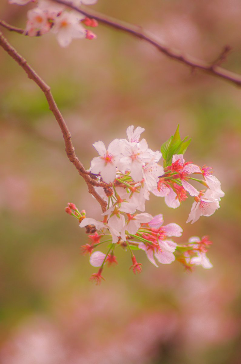 桜真風に揺る。 #Pentax K-5ⅱ