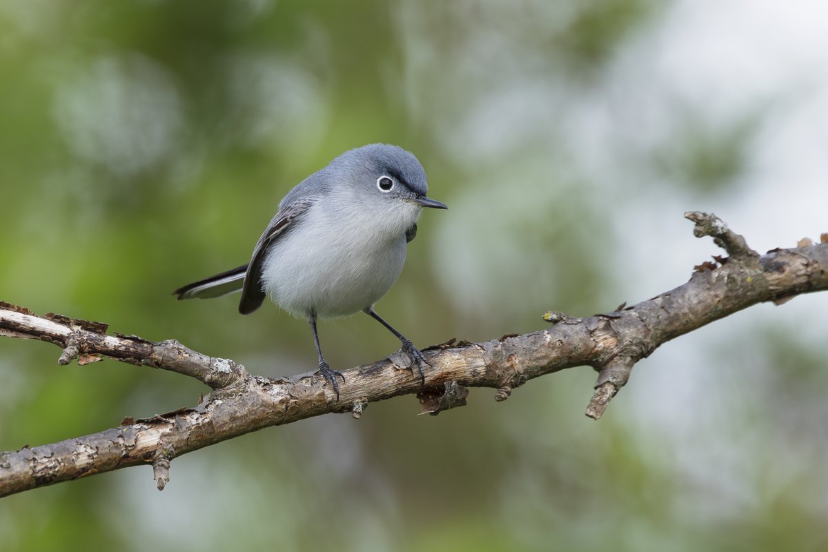 Blue-gray gnatcatcher on this very windy morning.