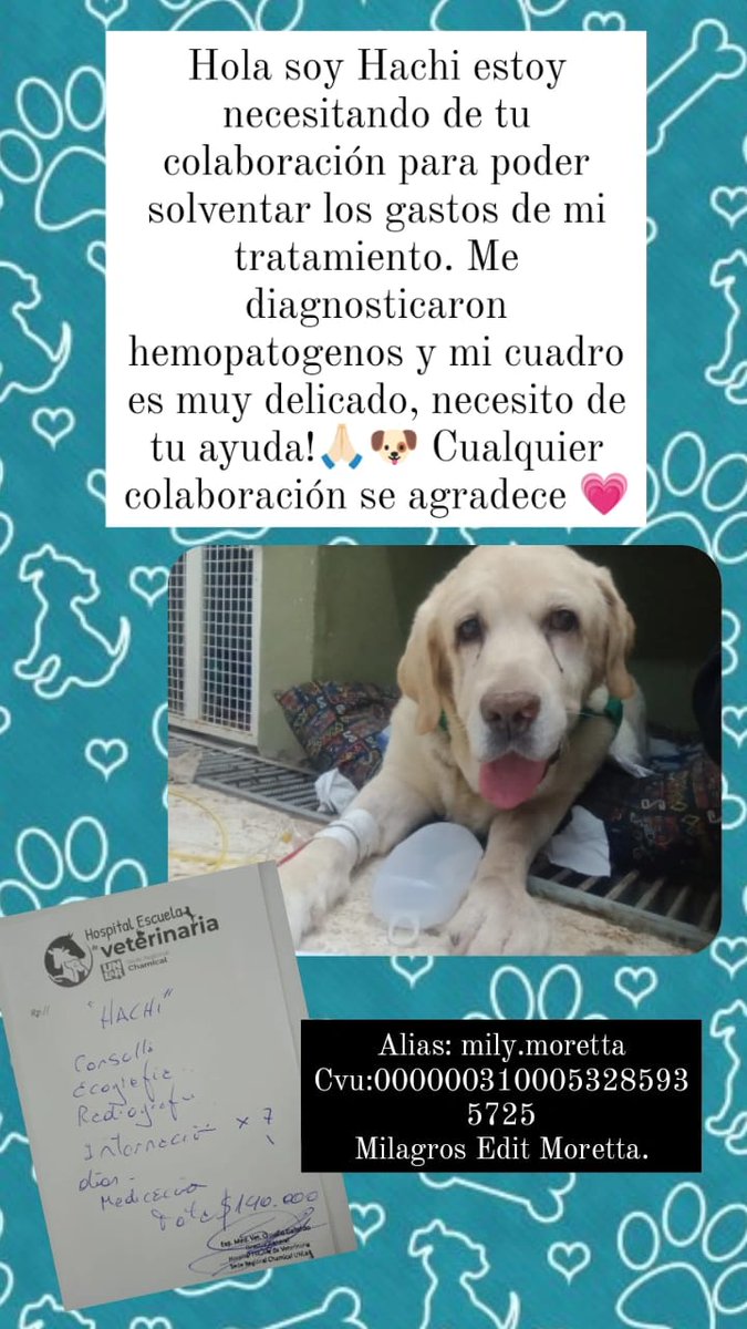 tj_lourdes's tweet photo. Hola gente! Hachi esta pasando un momento difícil y su propietaria no puede solventar los gastos que requiere su cuidado y tratamiento 🐶❤‍🩹
El cursa con la "enfermedad de la garrapata". Si pueden colaborar económicamente o aunque sea compartiendo suma! Muchas gracias 🫶🏼 https://t.co/roz0gIUhsR