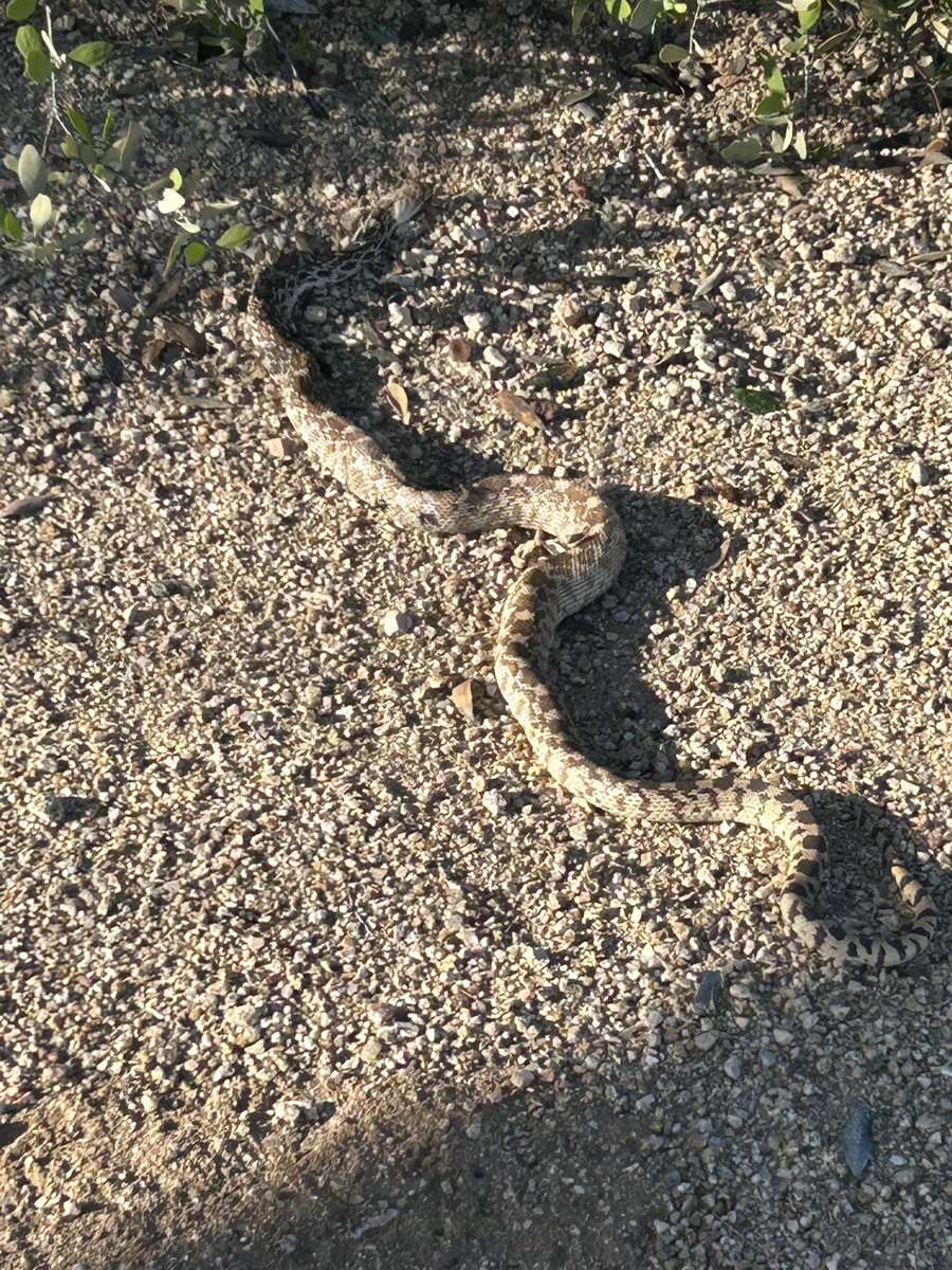 🤷🏻‍♂️ Do they have snakes in Salt Lake City? Asking for a friend. Saw this on the dog walk this morning in AZ🐍