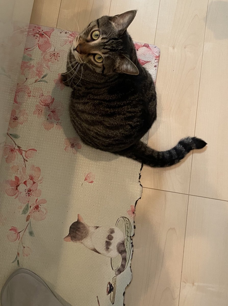 ljWYruNudzmMWb3's tweet image. キッチンマットの猫と同じ構図で

何かくださいのポーズ🐾

はい、ちょっと待ってね
(*´∀`)♪🐱ﾏﾀﾞｶﾆｬ

#人間のダイエット同様に
#カロリーを考えつつ満足感も欲しいね
#猫の健康