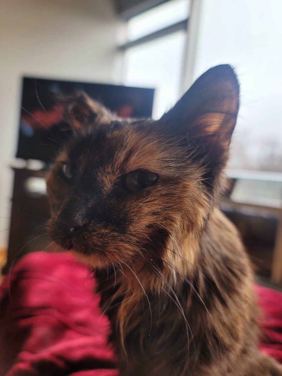 Wishing everyone a wonderful weekend! 
#CatsOfX #superseniorcatsclub #cats #catlovers #CatsAreFamily