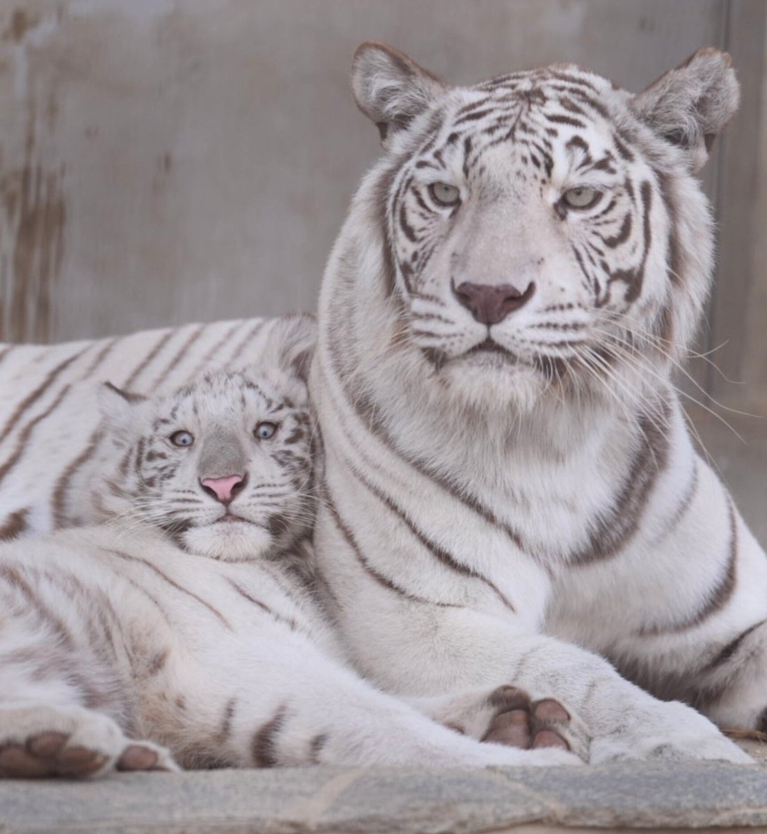 お母さんといるとふにゃってなっちゃう #ホワイトタイガー #宇都宮動物園