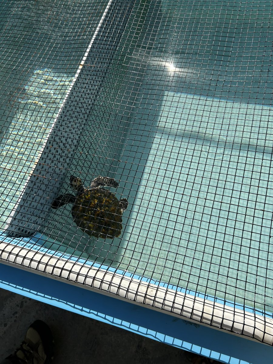 This time last week we were at the Turtle Hospital in Marathon, FL