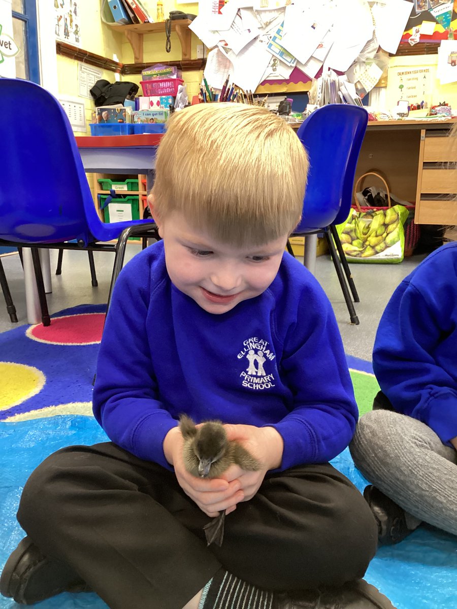 GEPSClass1's tweet photo. Awe &amp; wonder was all around in Class 1 thanks to the arrival of 4 fluffy ducklings!  Learning was brought to life as we witnessed the hatching process!  The ducklings brought so much joy &amp; learning to our classrooms! Thankyou@FOGES123 for enabling this experience🐣🐣🐣🐣 https://t.co/Ipr6gIMZYy
