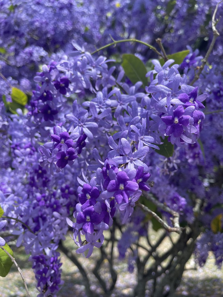 Petrea Volubilis in her GLORY opposite the Embassy around the Savannah! Also full of pollinators! 🪻🪻🪻🪻🪻🪻