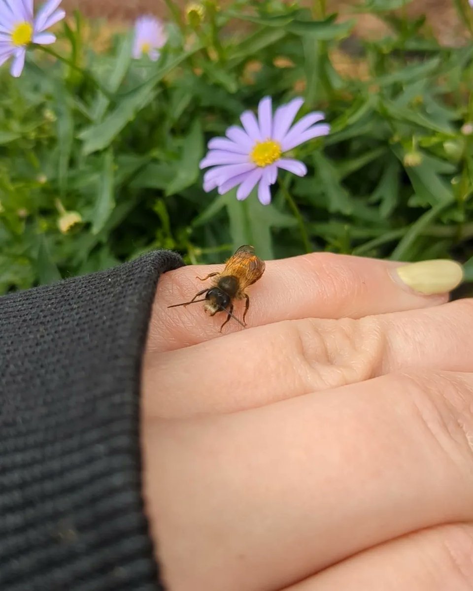 Day in the garden to reset after a busy first week back in the classroom. Caught the first of my bee babies hatching 💚