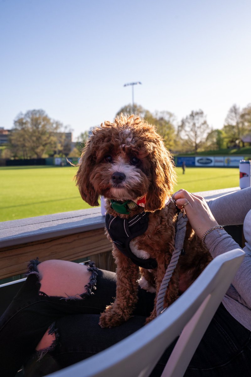 Bring those pups out to Capaha this afternoon for Bark in the Park - sponsored by Cape Small Animal Clinic! 🐶

📆 Today, 2 PM
⚾️ FREE red tennis balls while supplies last!
🎟️ SEMORedhawks.com/BARK

#FeelinRowdy