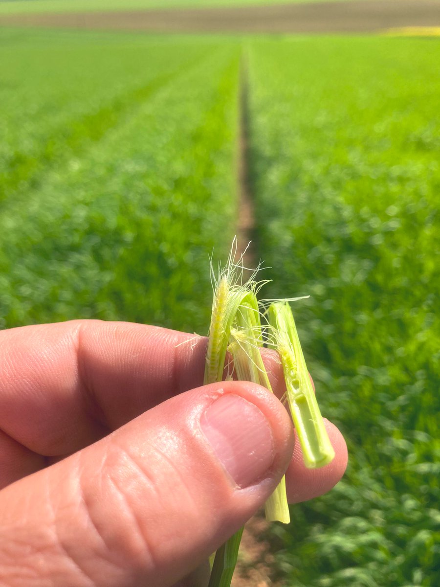 OlivierCOSTE2's tweet photo. Le #TDP est terminé @BONNIN1402. 
#Blé la septoriose est sous contrôle et nous sommes avant dernière feuille.
#Orge #KwsFaro,la dernière feuille qui pointe.
Orge #RgtPlanet,maître brun et 2 talles.
#Colza magnifique et pleine floraison.
La route est longue,mais on croise les🤞. https://t.co/nwxiKbWhCU