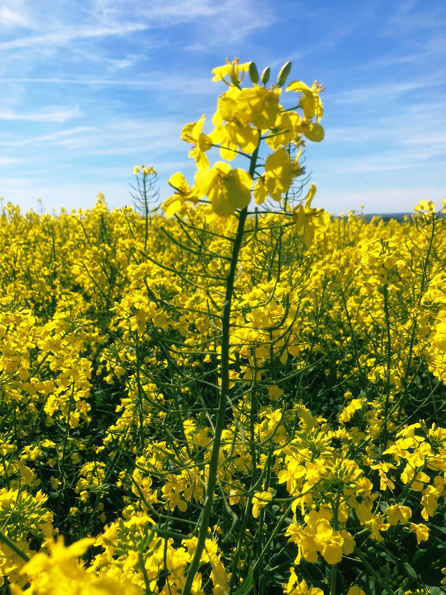 OlivierCOSTE2's tweet photo. Le #TDP est terminé @BONNIN1402. 
#Blé la septoriose est sous contrôle et nous sommes avant dernière feuille.
#Orge #KwsFaro,la dernière feuille qui pointe.
Orge #RgtPlanet,maître brun et 2 talles.
#Colza magnifique et pleine floraison.
La route est longue,mais on croise les🤞. https://t.co/nwxiKbWhCU