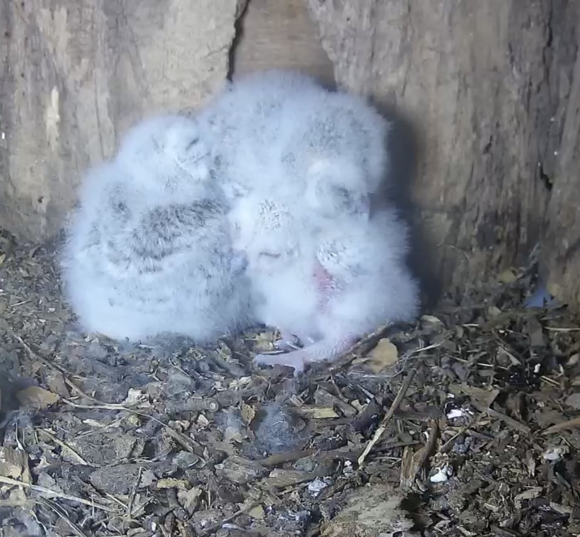 Serious owlet snuggles at the moment! Great views of Bayer, Bailly and little Bliss ❤️🦉🦉🦉 #YewView .