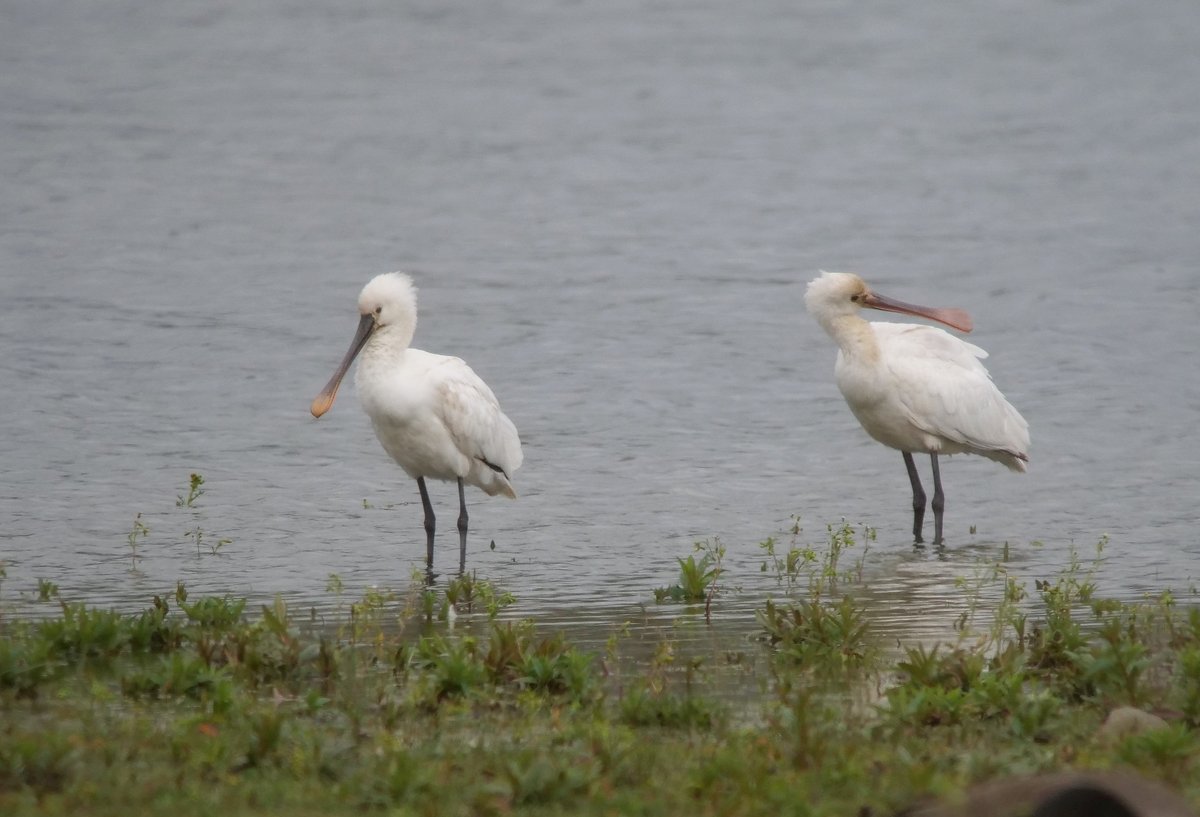 A few shots of the 2 1st summer Spoonbills that were present between 10.45-11.27am. The 14th reserve record, though it has become an annual occurrence in recent years.