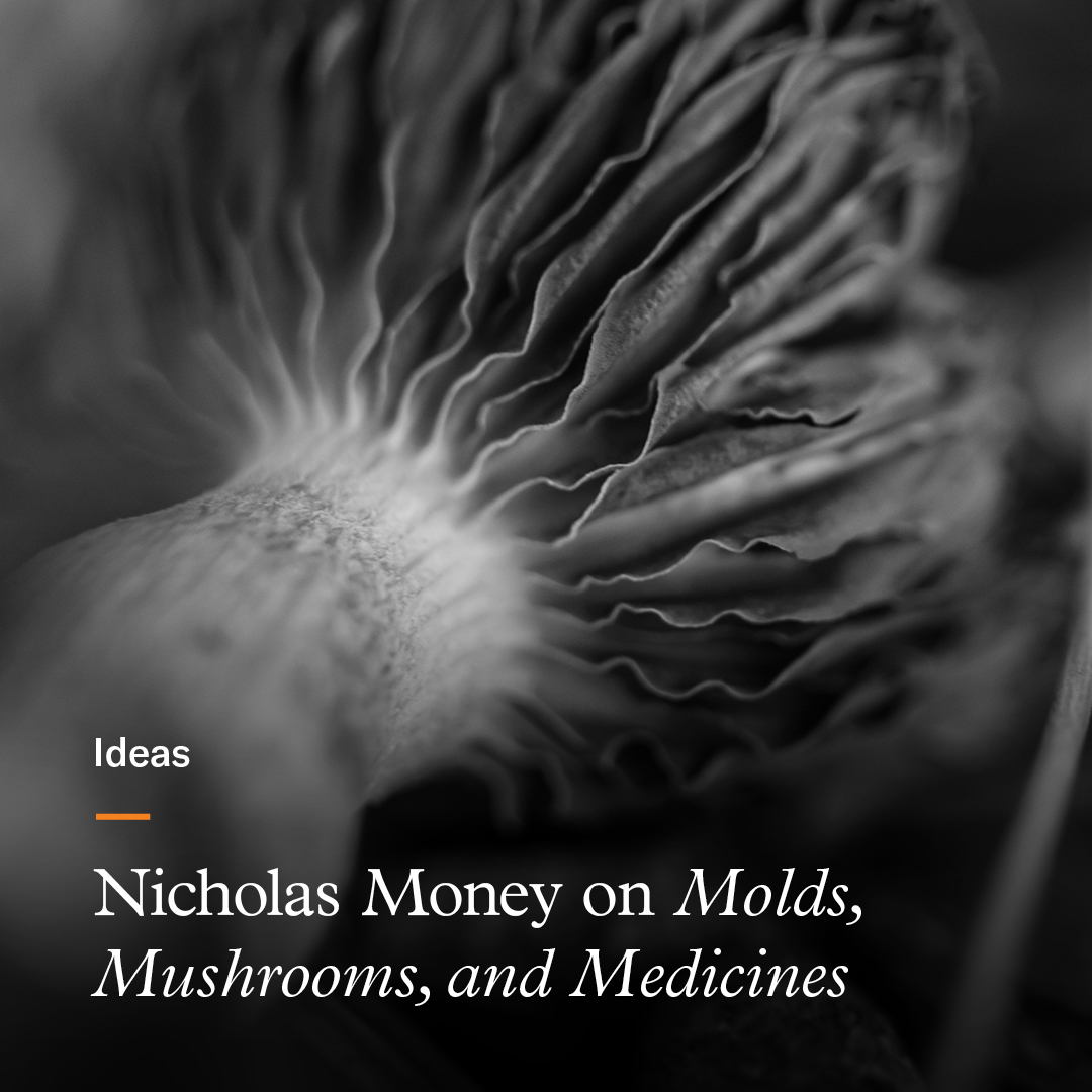 In this fascinating interview, Nicholas Money takes readers on a guided tour of the human relationship with #fungi and shares surprising facts, concerns, and what puzzles researchers today. hubs.ly/Q02sM1Pk0