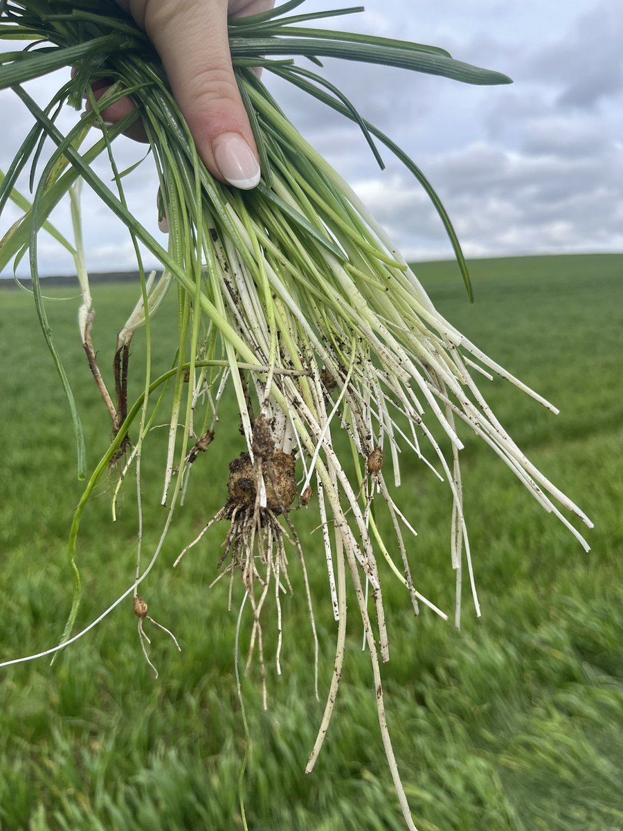 An interesting weed found in the wheat today. Onion Couch - a tall tufted perennial grass which has bulbous swellings at the base of the base or the stem. When you squeeze the bulbs they do smell of onion too. This is a troublesome weed and difficult to control. @BASF…