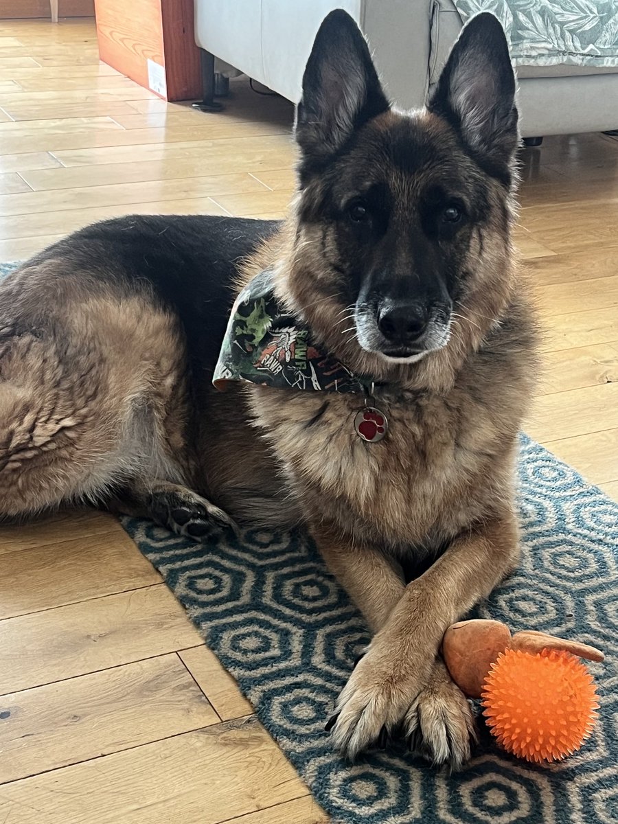 ❤️🐕👑 The King waiting for playtime