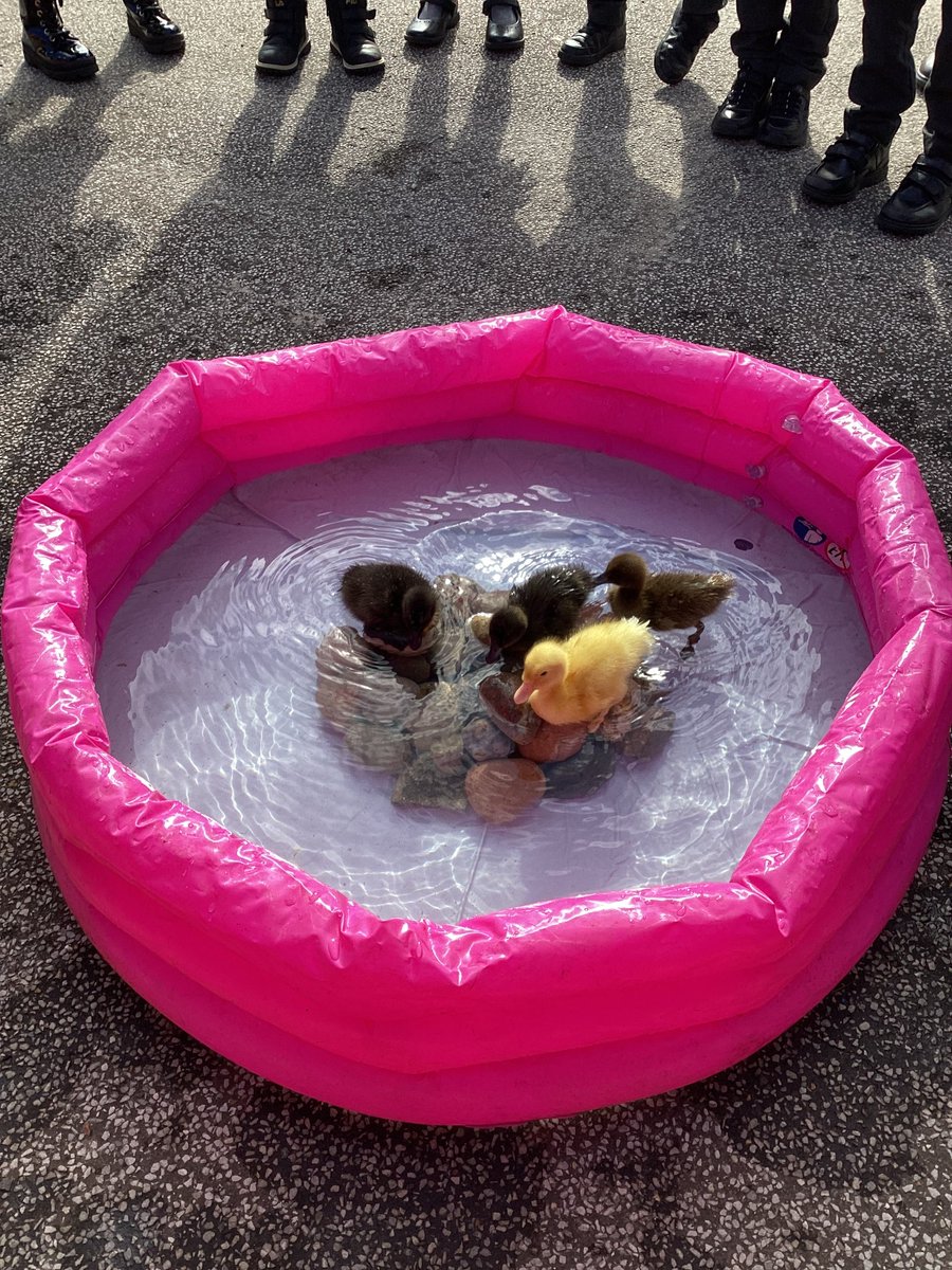 Awe &amp; wonder was all around in Class 1 thanks to the arrival of 4 fluffy ducklings!  Learning was brought to life as we witnessed the hatching process!  The ducklings brought so much joy &amp; learning to our classrooms! Thankyou@FOGES123 for enabling this experience🐣🐣🐣🐣