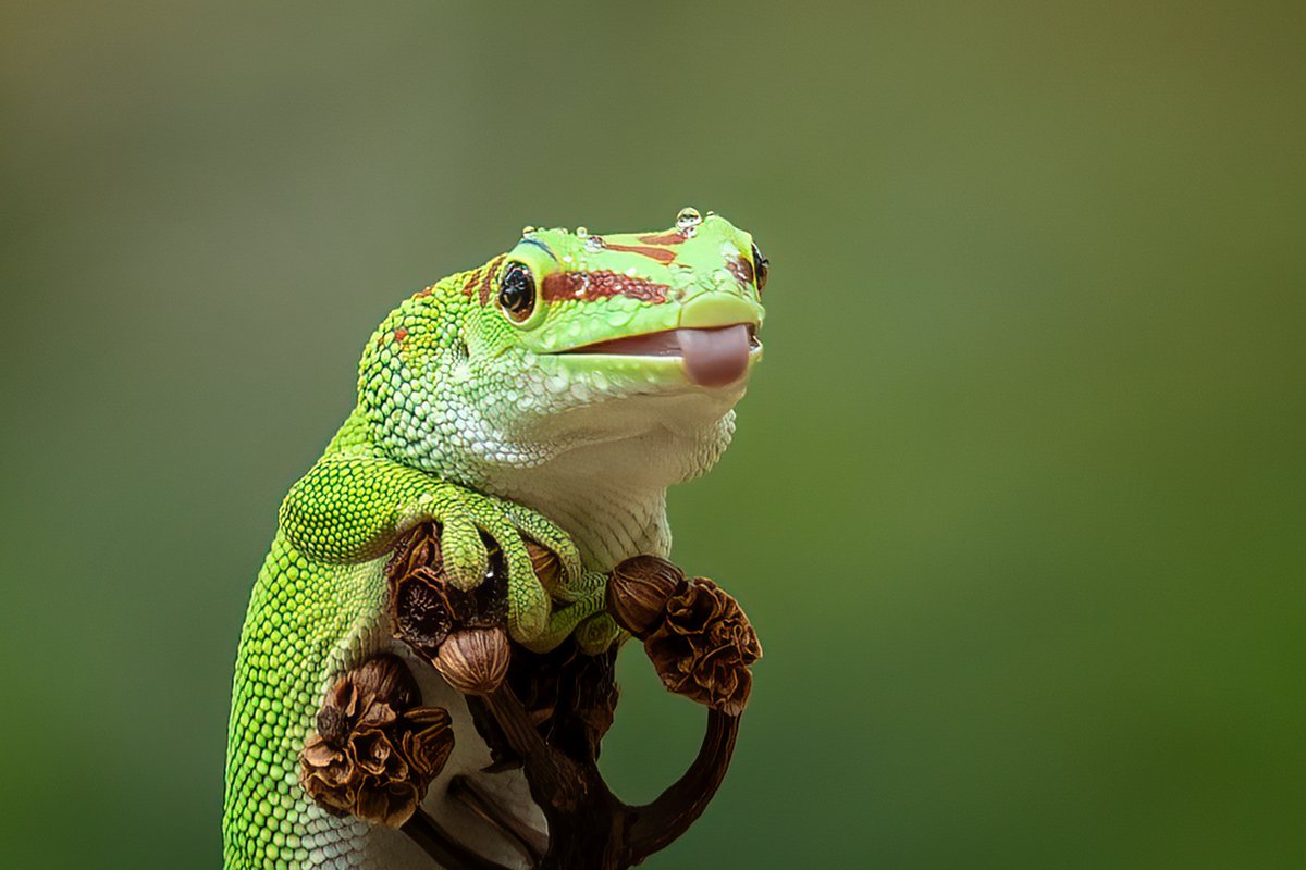 😛

📸: Dzulfikri Dzulfikri

#gecko #reptile