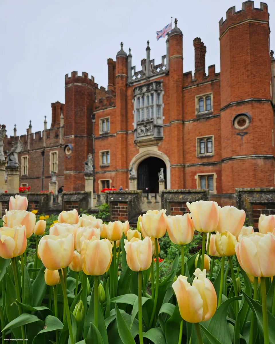 🌷💐 Hampton Court Palace Tulip Festival takes place between 8 April - 29 April 2024.

▶️ Follow @withinlondon
❤ Like | 👤 Tag friends | 💬 Comment
📸 Ina/WithinLondon
🌍 Visit 👉 withinlondon.com 👈

#london #spring #tulips #hamptoncourt #royalparks