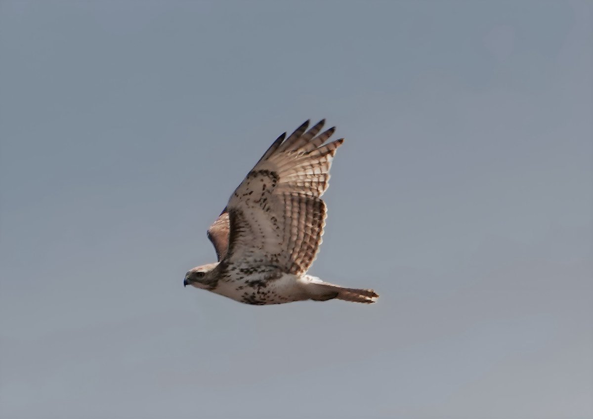 Merlin, Eastern Phoebe,Tree Swallow, and Red-tailed Hawk at Jones Beach SP @BirdQueens