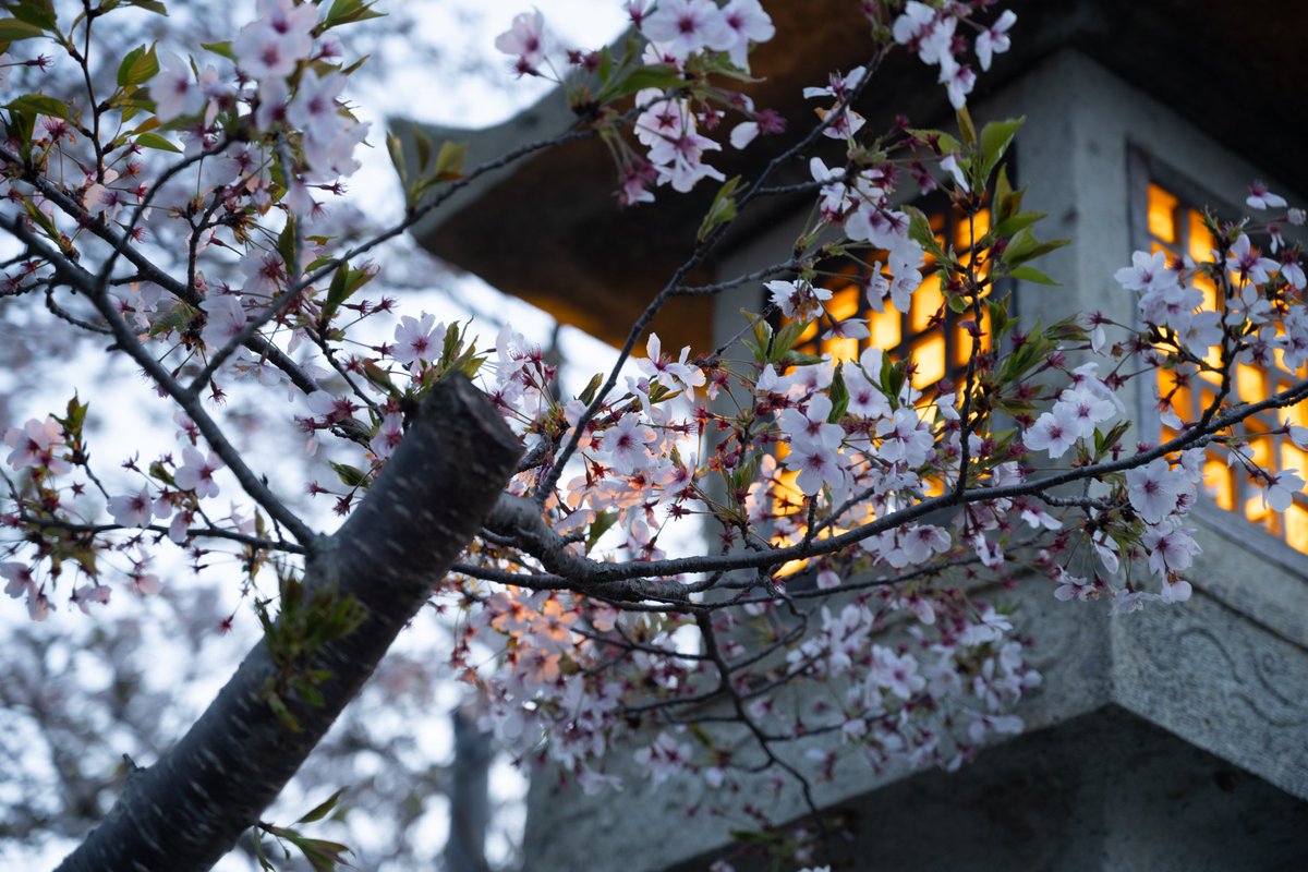Pfrog6's tweet photo. 2024.4.13
国宝浄土寺 桜まだ散ってなくて良かった~🌸
 #小野市  #国宝  #浄土寺
 #歓喜院  #桜 https://t.co/BAmylfmVzk