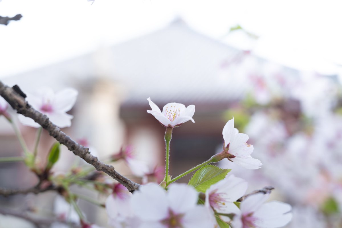 Pfrog6's tweet photo. 2024.4.13
国宝浄土寺 桜まだ散ってなくて良かった~🌸
 #小野市  #国宝  #浄土寺
 #歓喜院  #桜 https://t.co/BAmylfmVzk