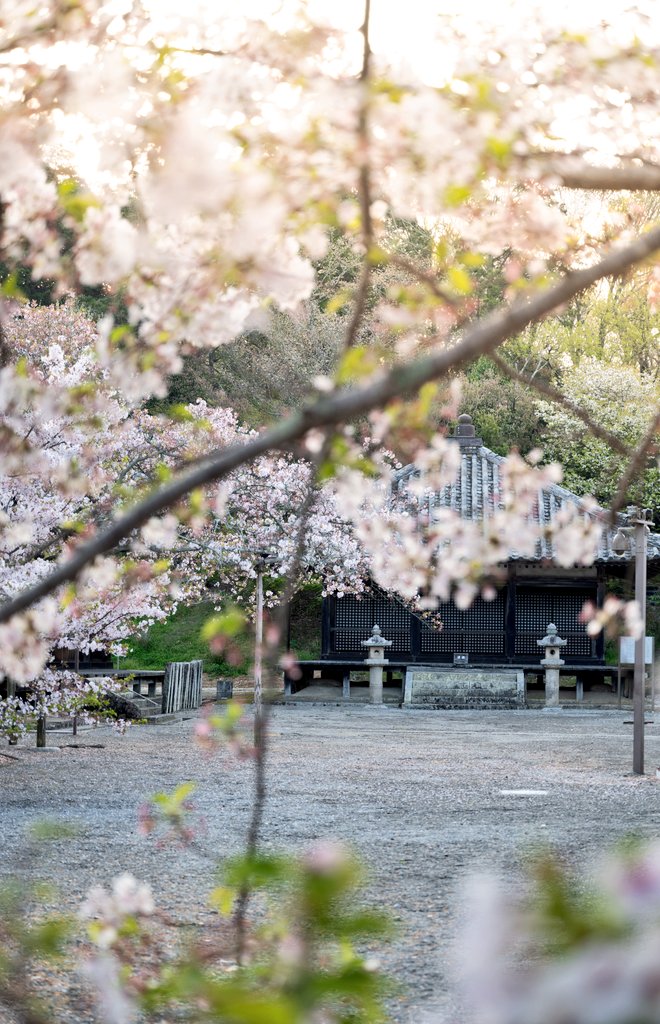 Pfrog6's tweet photo. 2024.4.13
国宝浄土寺 桜まだ散ってなくて良かった~🌸
 #小野市  #国宝  #浄土寺
 #歓喜院  #桜 https://t.co/BAmylfmVzk