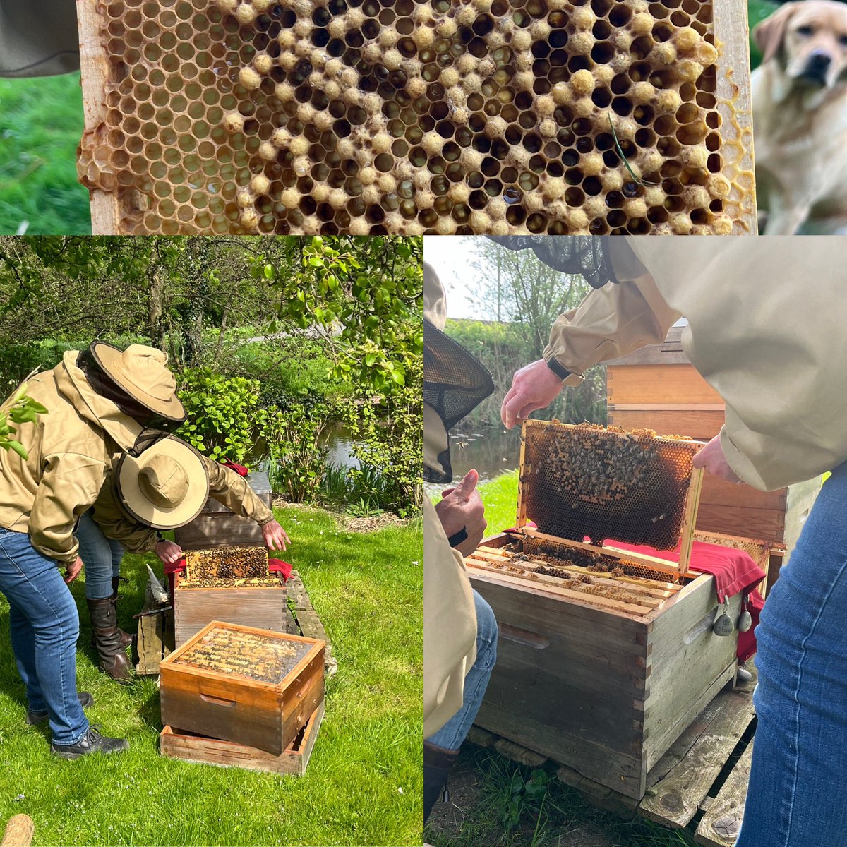 😋🍯🐝