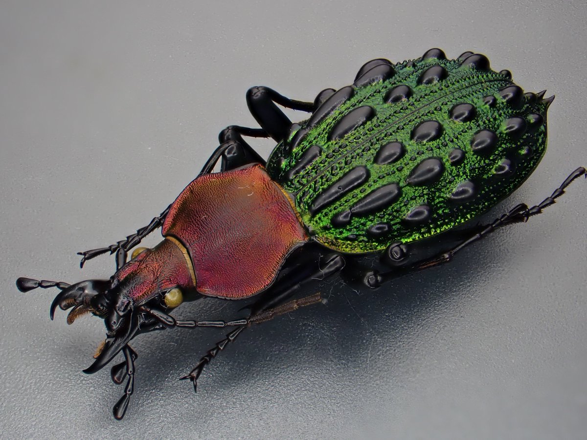 DamasterCarabus tweet picture