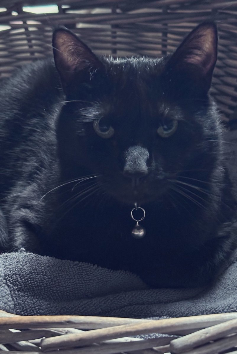 Happy #Caturday furiends! It’s me, cutesy Bootsy, in a basket! Me be wishing all my furiends the best day ever! 🧺🐈‍⬛🐾🐈‍⬛🧺 #CatsAreFamily #CatsOfTwitter #Cats