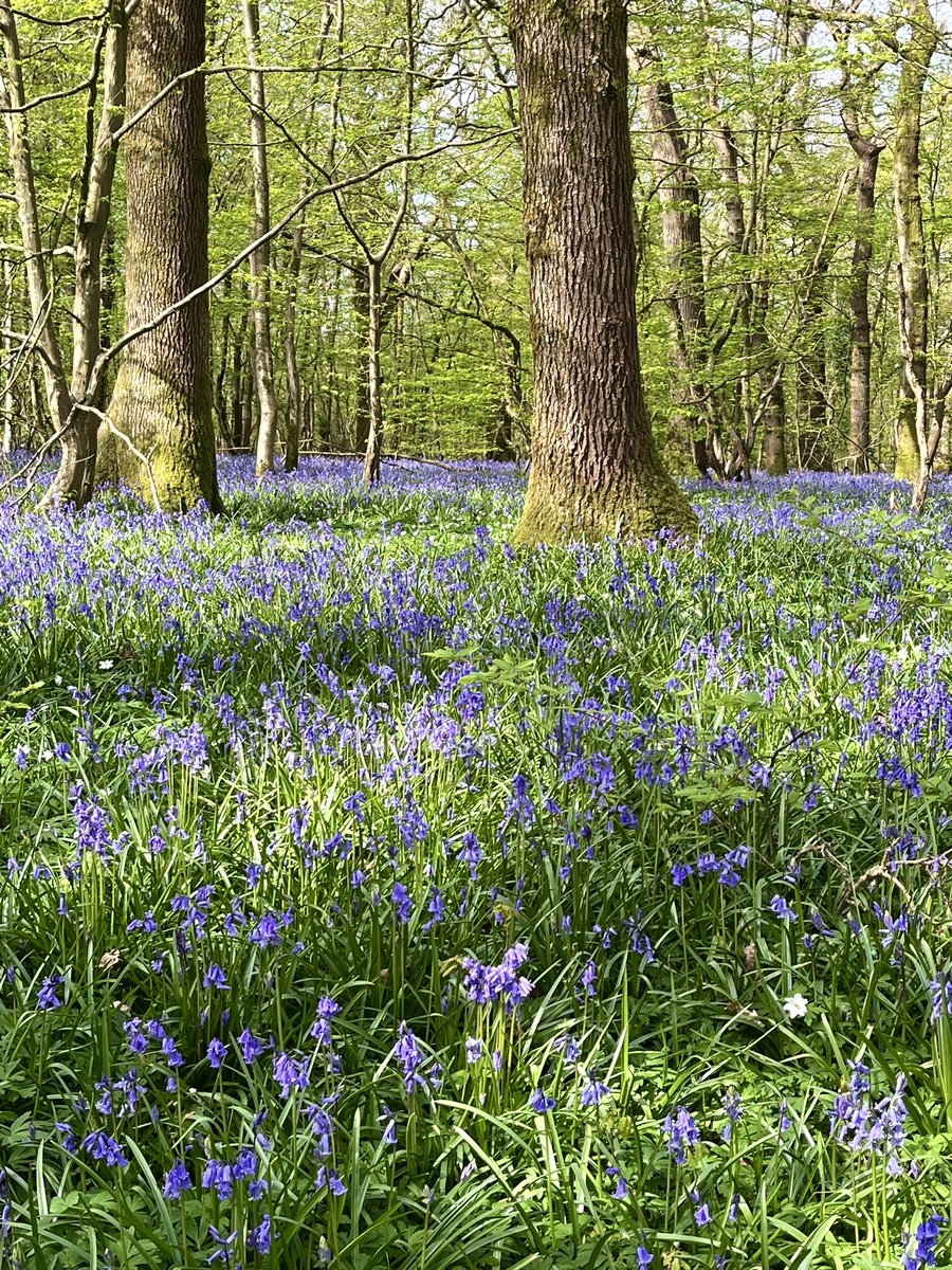 Springtime in Arlington Woods @VisitSussex @visiteastsussex #Spring2024 #bluebells